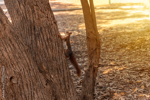 A squirrel at sunset on a tree in the Lagunas de la Mata Natural Park in Torrevieja photo