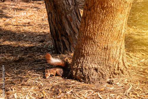 A squirrel at sunset on a tree in the Lagunas de la Mata Natural Park in Torrevieja, Alicante photo