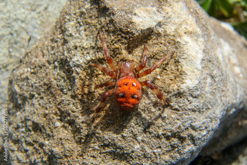 spider arachnid modenese apennines frignano regional park photo