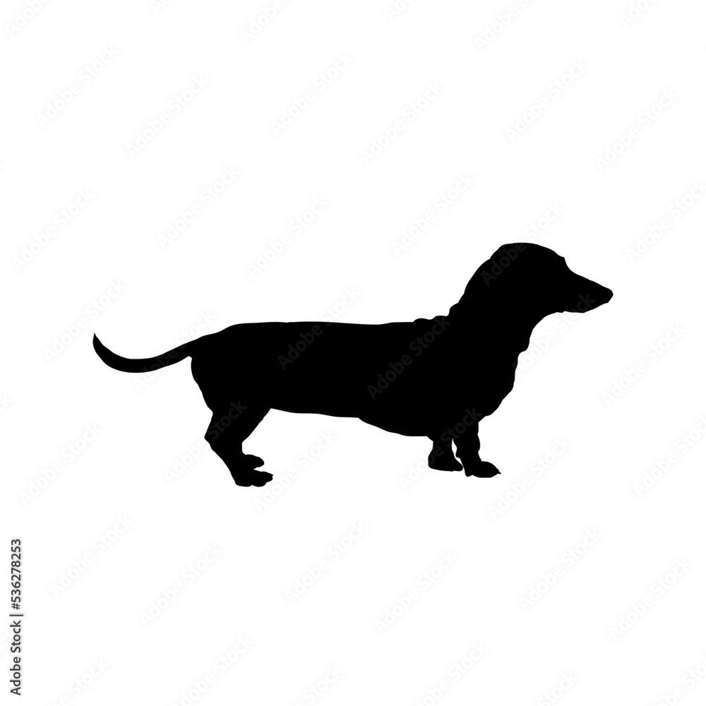 dachshund, silhouette of a dachshund