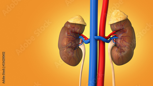 Human internal organ with kidney 3D illustration photo