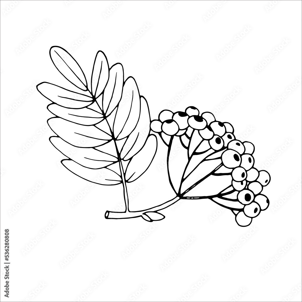 Rowan branch outline for product design Rowan branch outline for product design