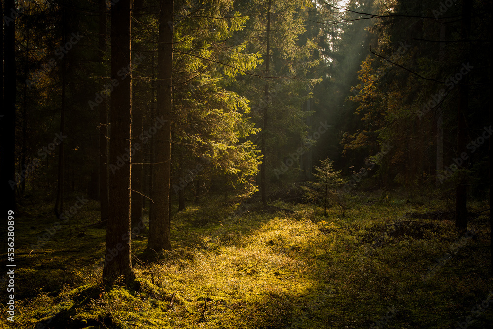 Obraz premium Autumn trees in the forest