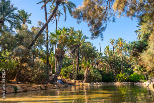 Fototapeta Naklejka Na Ścianę i Meble -  Beautiful pond in the El Palmeral park in the city of Alicante