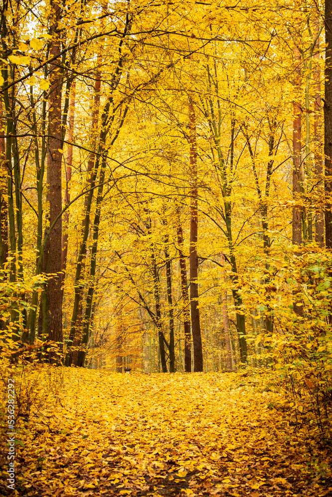 Fototapeta premium Autumn trees in the forest