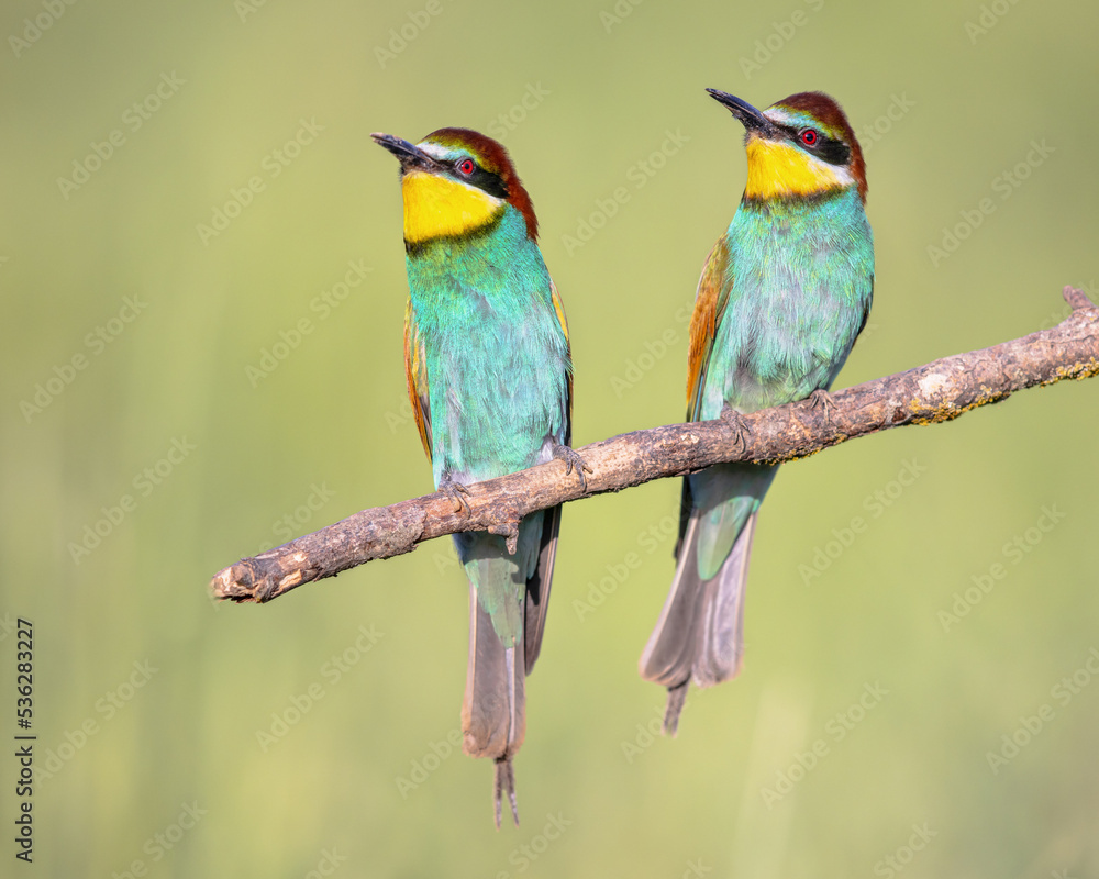 Couple of European Bee Eater perched on branch