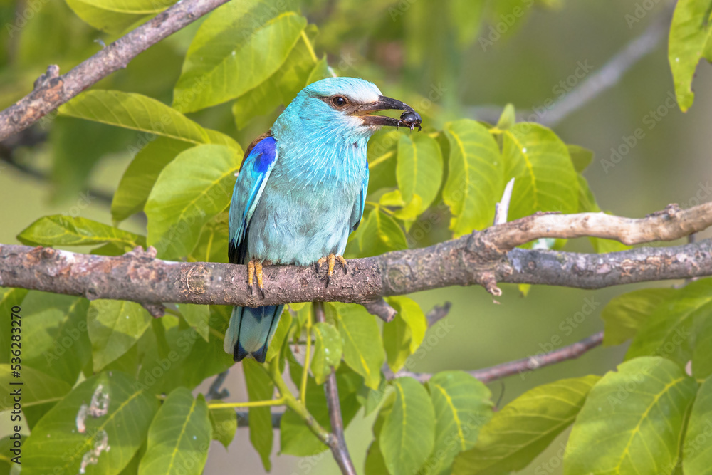Obraz premium European roller on branch blurred background