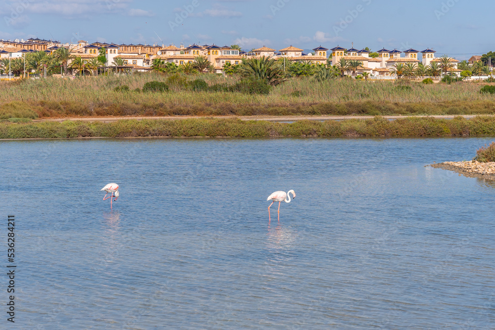 Naklejka premium Observatory of the Salinas de Santa Pola, some pink flamingos in the lagoon