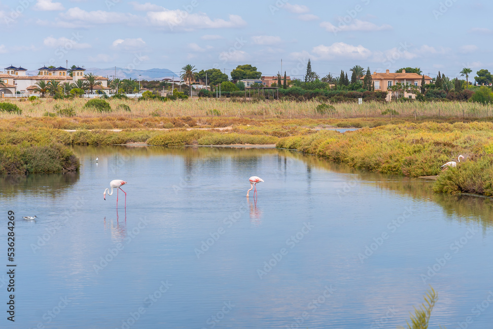 Salinas de Santa Pola Observatory, a group of pink flamingos in the lagoon