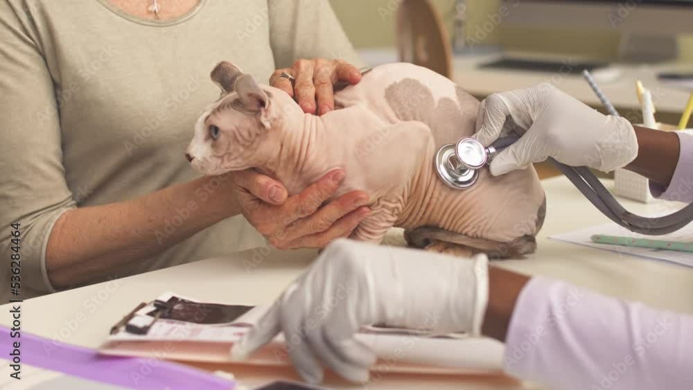 Unrecognizable vet doctor in uniform and gloves examining purebred elf cat with stethoscope on medical table at modern clinic Unrecognizable vet doctor in uniform and gloves examining purebred elf cat with stethoscope on medical table at modern clinic