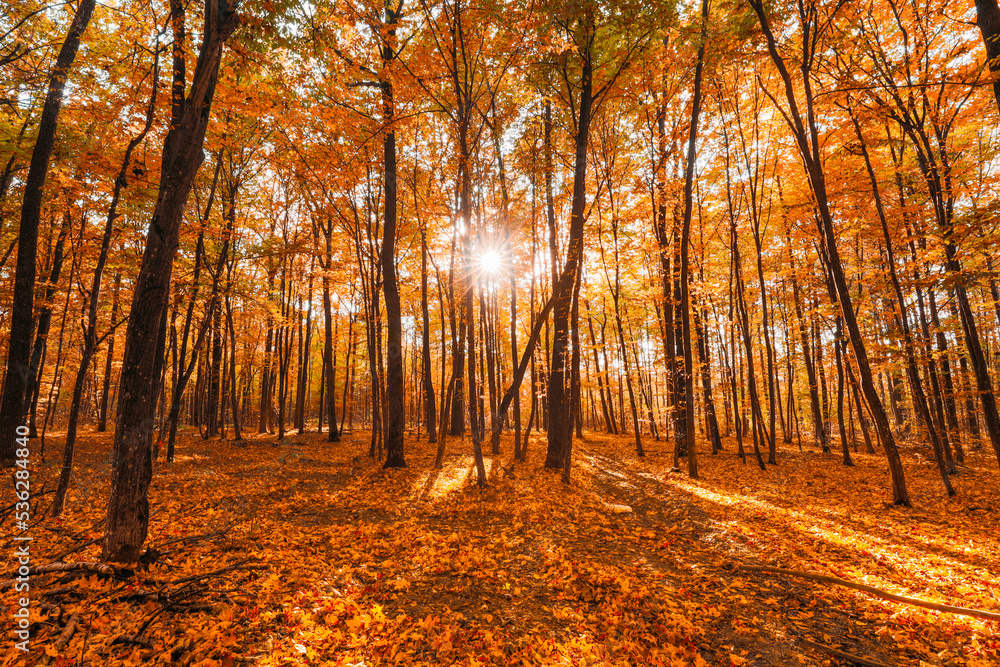 Bright Autumn Forest During Beautiful Sunset Evening. Sun Sunlight Through Woods And Trees In Autumn Forest Landscape. Rich And Saturation Colors. Sunbeams In Autumn Forest.