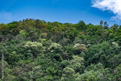 a pristine subtroopical forest in Bhutan