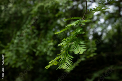 Tsuga cadanensis branch on a blurred background.