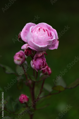 Graceful shoots of medium pink roses with buds on dark green garden background