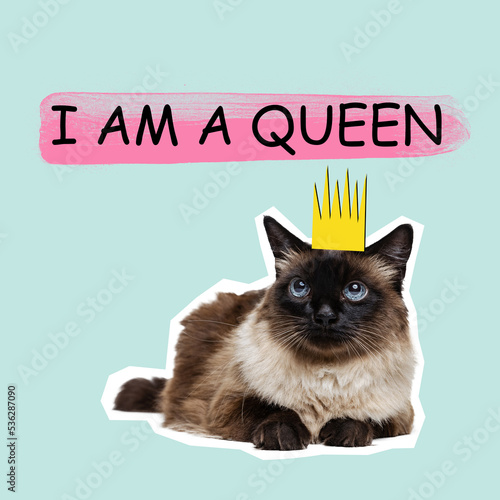 I am a queen. Contemporary art collage full body portrait of thai or Siamese cat with gold crown. Modern style pop art zine culture concept. Funny cat transformation. © master1305