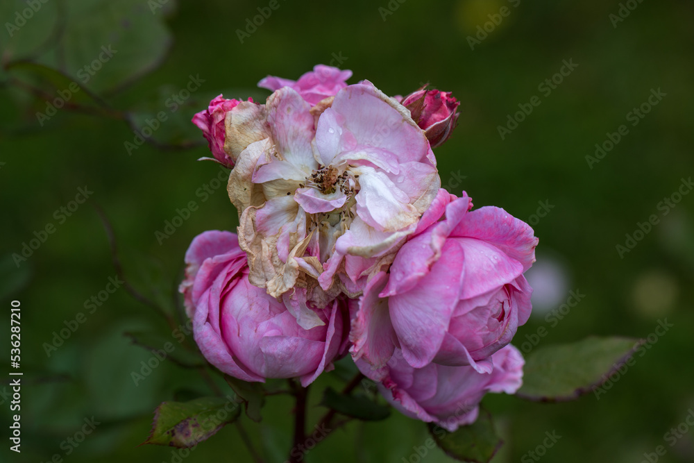 Graceful shoots of medium pink roses with buds and fading flowers against a dark green garden