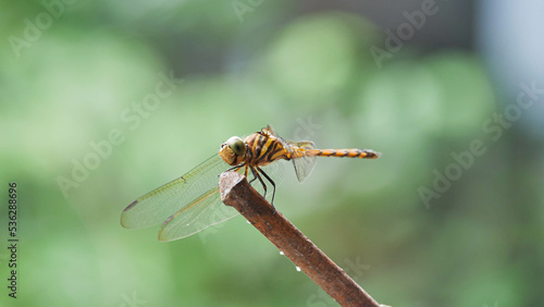 close up of dragonfly © Chatpong