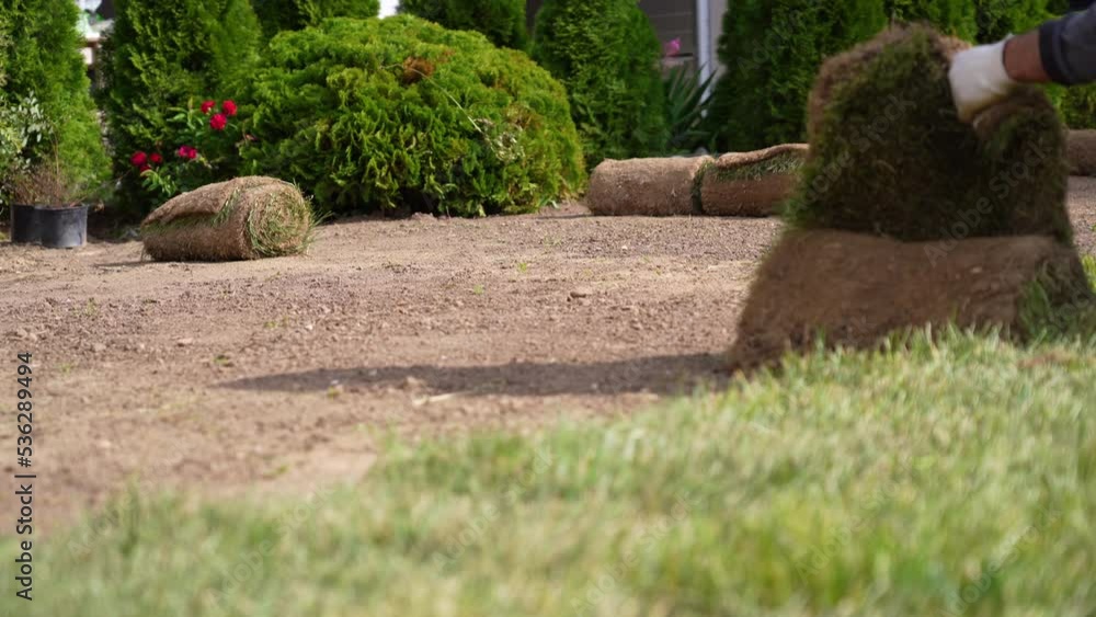 View of unrecognizable gardener fixing sod on field of backyard. Worker laying roll lawn in the garden. View of unrecognizable gardener fixing sod on field of backyard. Worker laying roll lawn in the garden.