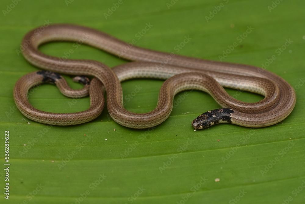 Obraz premium Slender coral snake