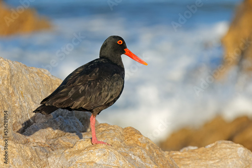 A rare African black oystercatcher (Haematopus moquini) on a coastal rock, South Africa. © EcoView