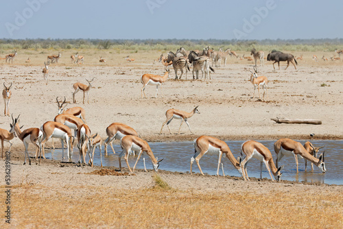 Herds of springbok antelopes and plains zebras at a waterhole, Etosha National Park, Namibia.