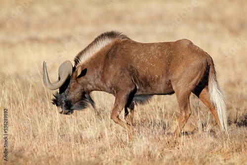 A black wildebeest  Connochaetes gnou  walking in grassland  Mountain Zebra National Park  South Africa.