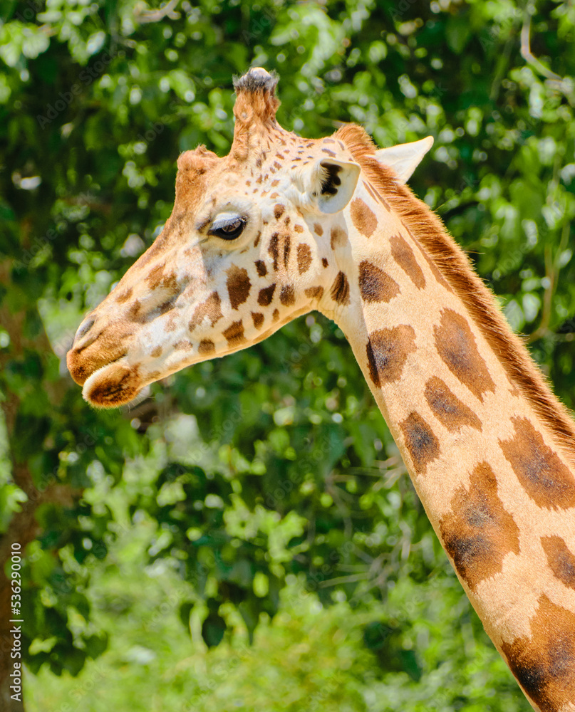Giraffe neck and head powerful colored green background