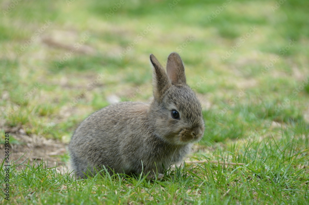 Came across a wild baby rabbit Came across a wild baby rabbit