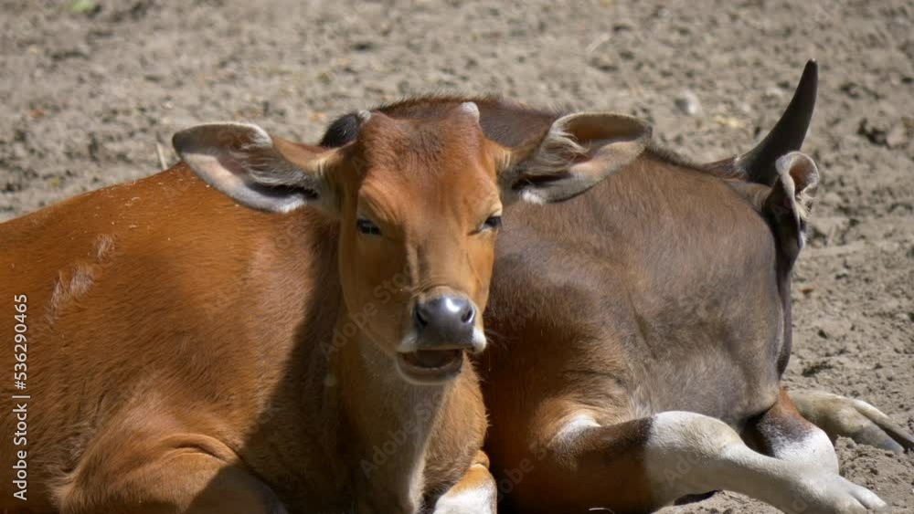 Banteng tembadau beautiful asian cow relaxing slow motion Banteng tembadau beautiful asian cow relaxing slow motion