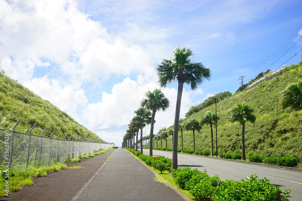 Hachijo-jima Airport Street surrounded by Palm Tree in Tokyo, Japan - 日本 東京 八丈島空港道路 やしの木