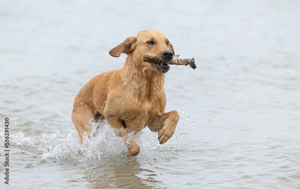 An adorable, young, Red fox lab, Golden Retriever mix running out of the water after fetching a stick An adorable, young, Red fox lab, Golden Retriever mix running out of the water after fetching a stick