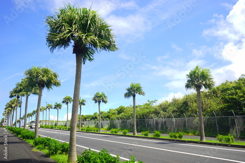 Hachijo-jima Airport Street surrounded by Palm Tree in Tokyo, Japan - 日本 東京 八丈島空港道路 やしの木