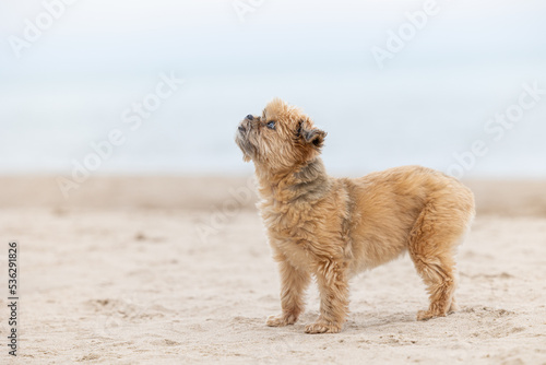 Adorable small Shih Tzu/Yorkie cross dog, standing on a sandy beach © Sherry Lemcke
