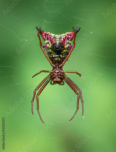 Arrow-shaped micrathena, Micrathena sagittate, colourful spider of Ontario photo