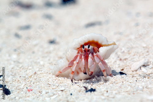 Hermit crab looks out of the shell and crawls away . Marine arthropods in the wild.