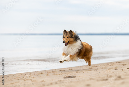 A beautiful playful  Sheltie dog running on a beach shoreline.