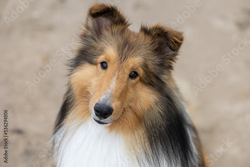 A beautiful Sheltie dog on a beach