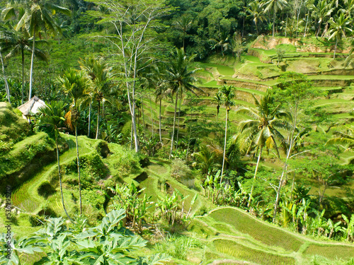 rizière,Bali, Indonésie