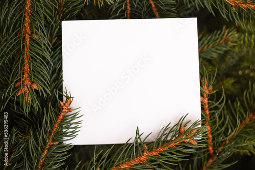  White paper square shaped sheet with fir spruce branches. Christmas background. Greeting card. Minimal, nature, eco concept. Mockup, space for text.