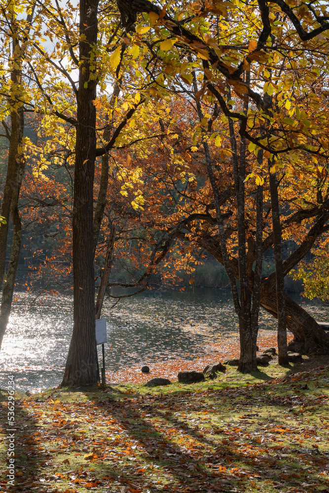 池のある秋の公園

