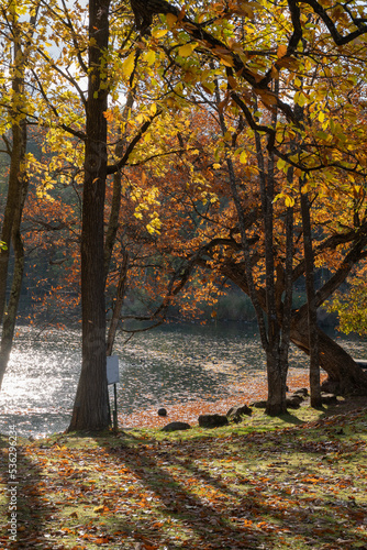 Fototapeta Naklejka Na Ścianę i Meble -  池のある秋の公園
