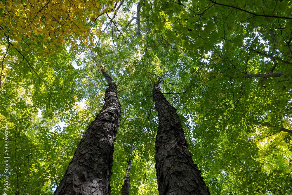Fototapeta premium Looking up to the canopy of trees in a deciduous forest 
