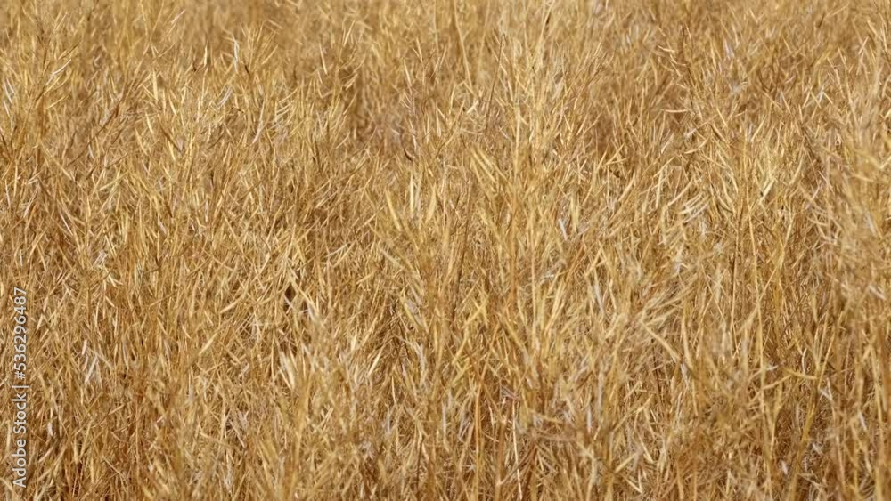 rapeseed crop golden yellow ready to harvest rapeseed crop golden yellow ready to harvest