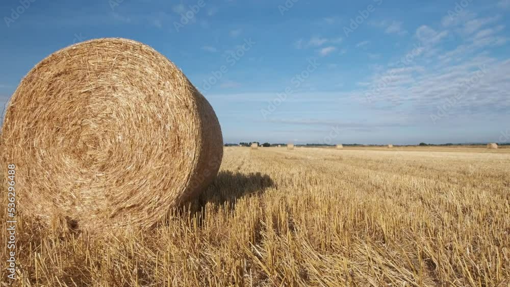 round hay bails fresh from harvest in the field in England on a sunny hot day in summertime round hay bails fresh from harvest in the field in England on a sunny hot day in summertime