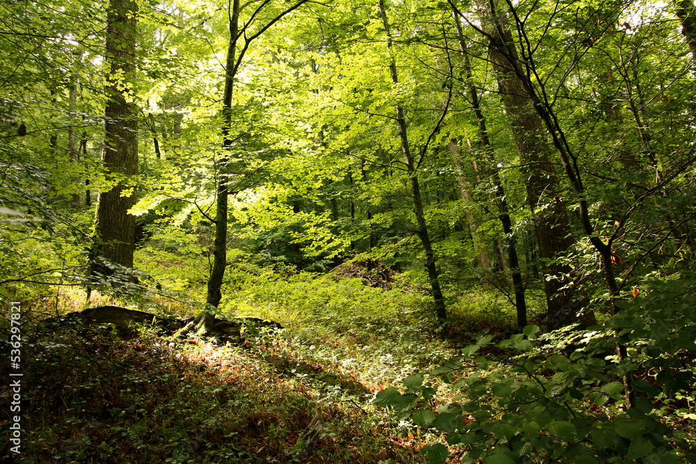 Obraz premium immersion dans la forêt