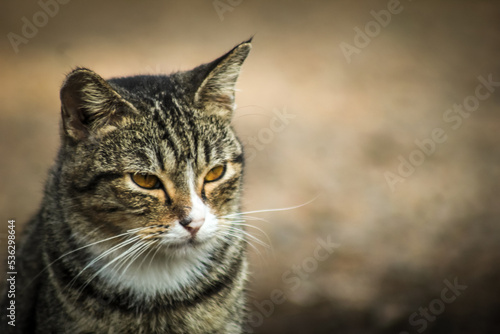Wallpaper Mural photo Tabi or tabby cat, a domestic cat that has stripes or stripes like a tiger Torontodigital.ca