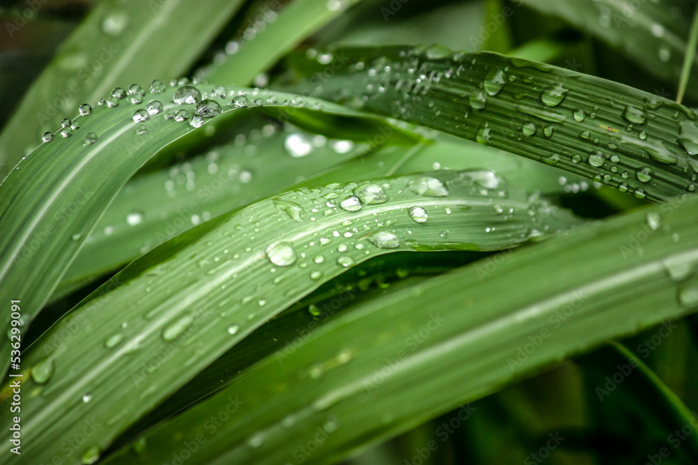 Leaf of plants covered with drops of water after rain - close-up photograph showing details and textures. Leaf of plants covered with drops of water after rain - close-up photograph showing details and textures.