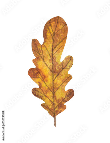 autumn oak leaf, watercolor drawing