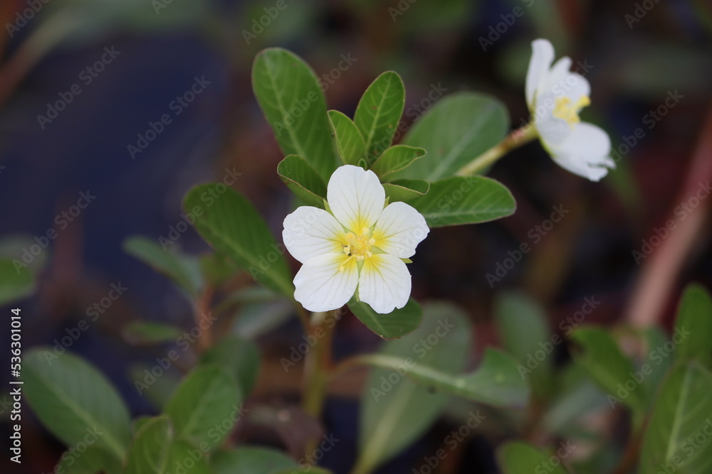 Cambodia. Ludwigia adscendens, the water primrose, is a species of flowering plant in the evening primrose family. Cambodia. Ludwigia adscendens, the water primrose, is a species of flowering plant in the evening primrose family.