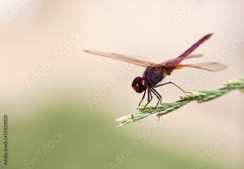 Image of a dragonfly (Trithemis aurora) on nature background. Insect Animal with copy space